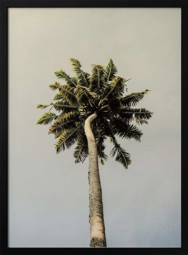 Torenhoge Palm Bliss | Poster