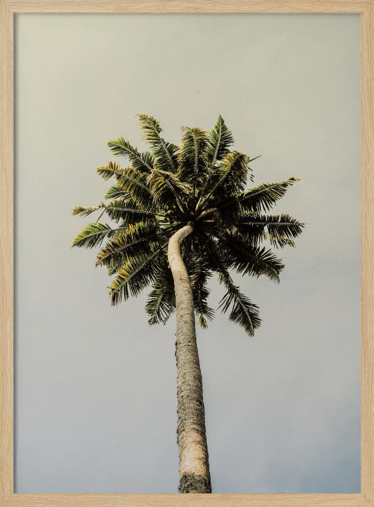 Torenhoge Palm Bliss | Poster