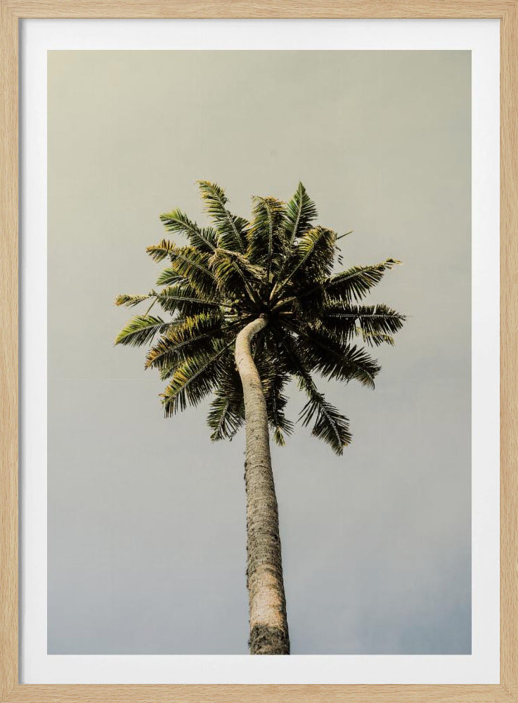 Torenhoge Palm Bliss | Poster