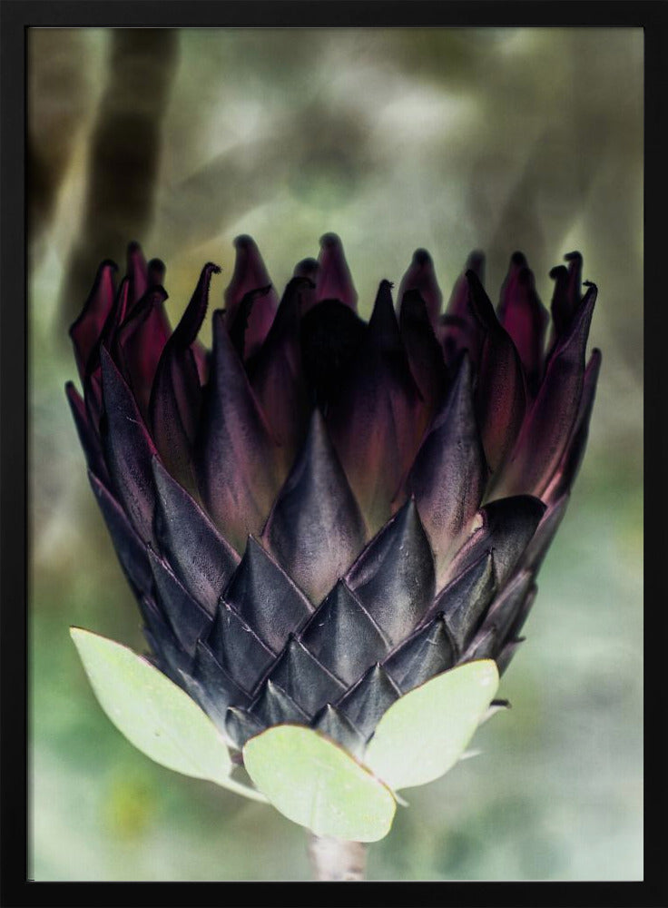 Schaduwrijke Bloesem | Poster