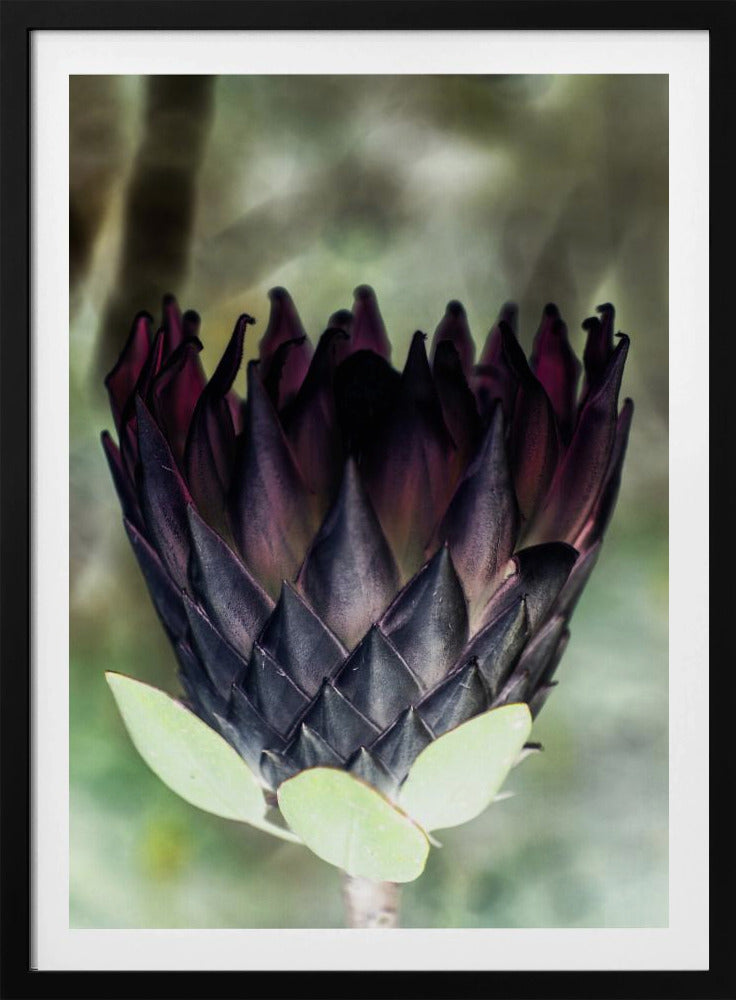 Schaduwrijke Bloesem | Poster