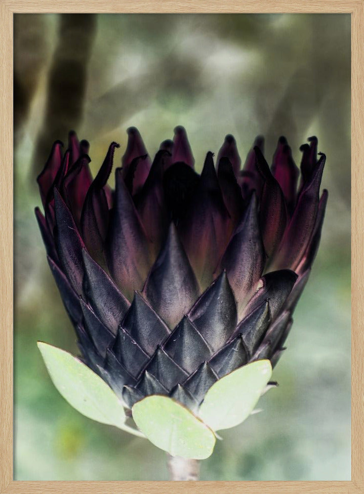 Schaduwrijke Bloesem | Poster