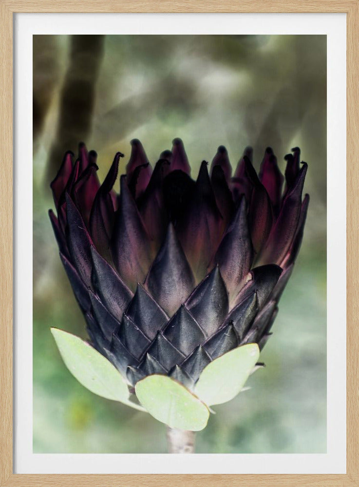 Schaduwrijke Bloesem | Poster