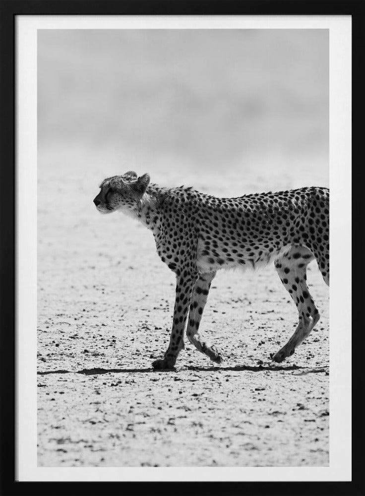 Cheetah's Stride | Poster