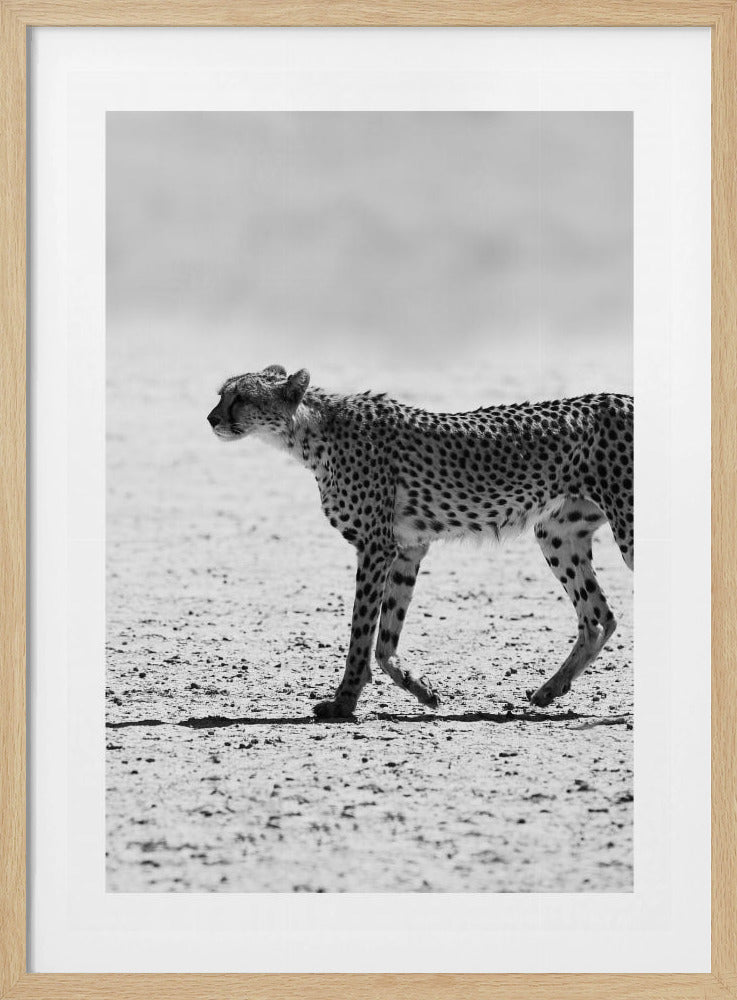 Cheetah's Stride | Poster