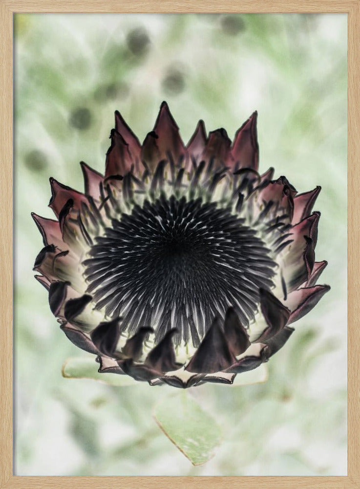 Mystieke Bloei | Poster