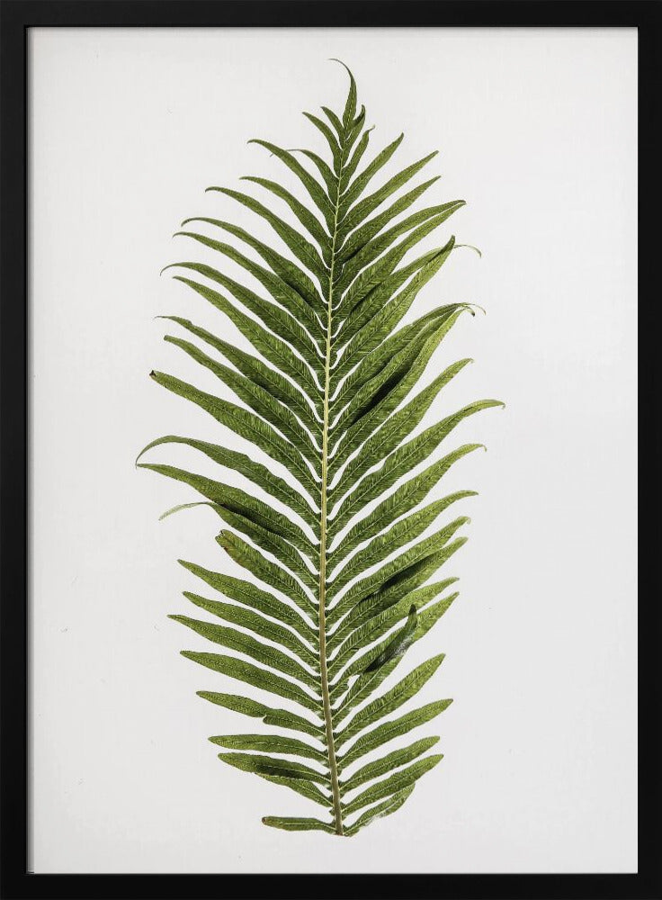 Fern Elegance | Poster