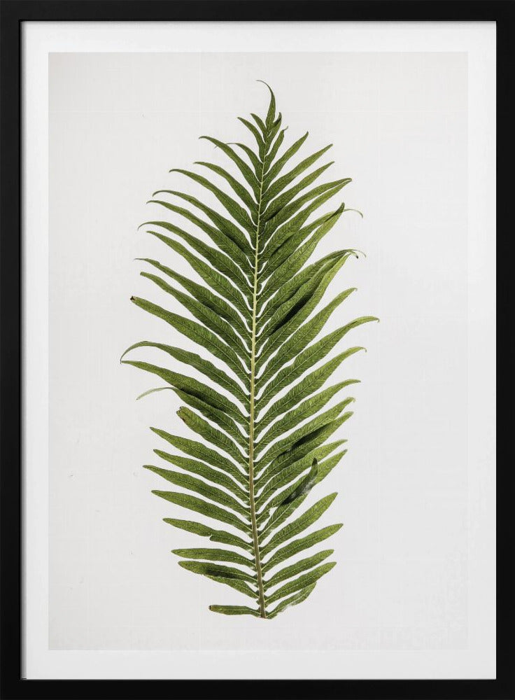 Fern Elegance | Poster