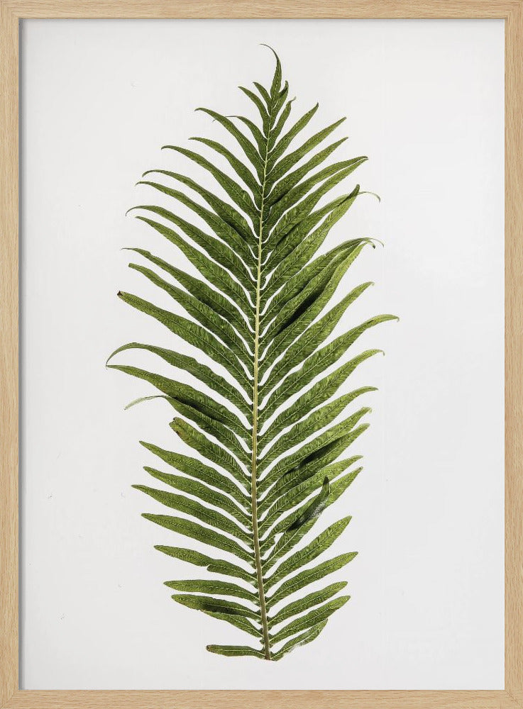 Fern Elegance | Poster