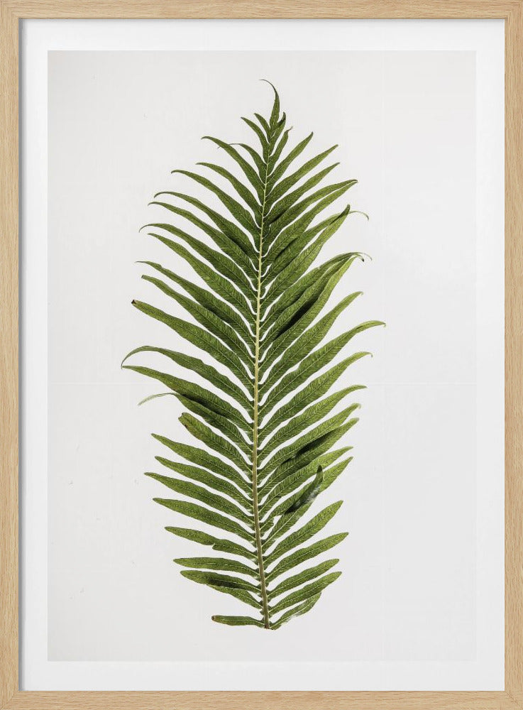 Fern Elegance | Poster
