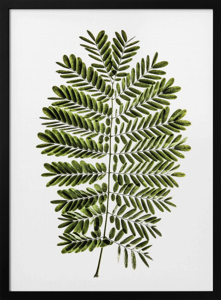 Fern's Symphony | Poster