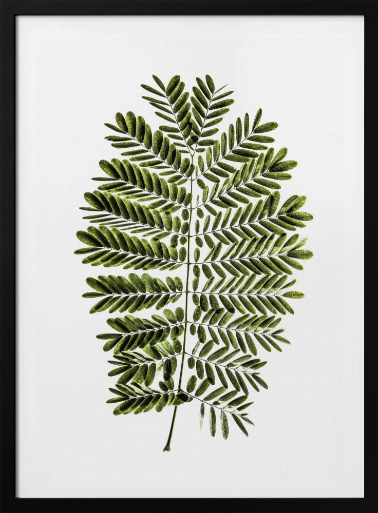 Fern's Symphony | Poster
