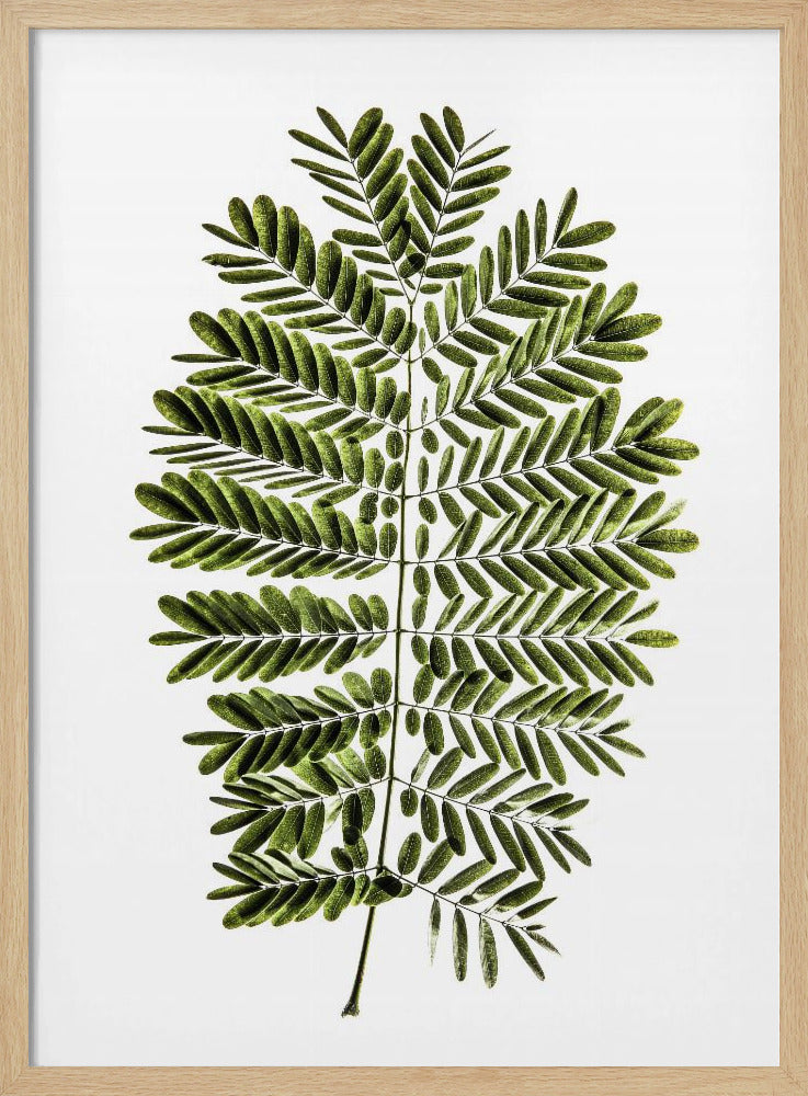 Fern's Symphony | Poster
