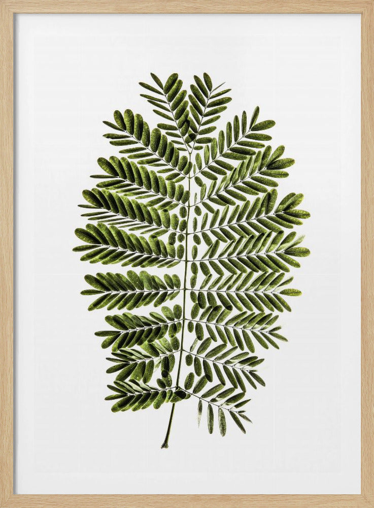 Fern's Symphony | Poster