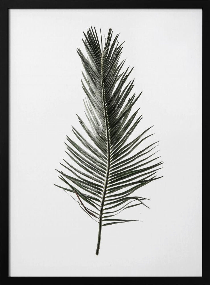 Feathered Frond | Poster