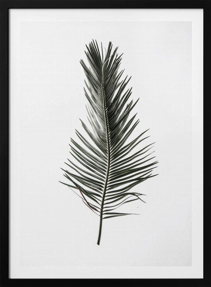 Feathered Frond | Poster