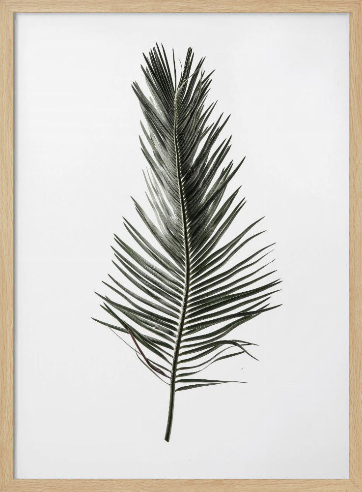 Feathered Frond | Poster