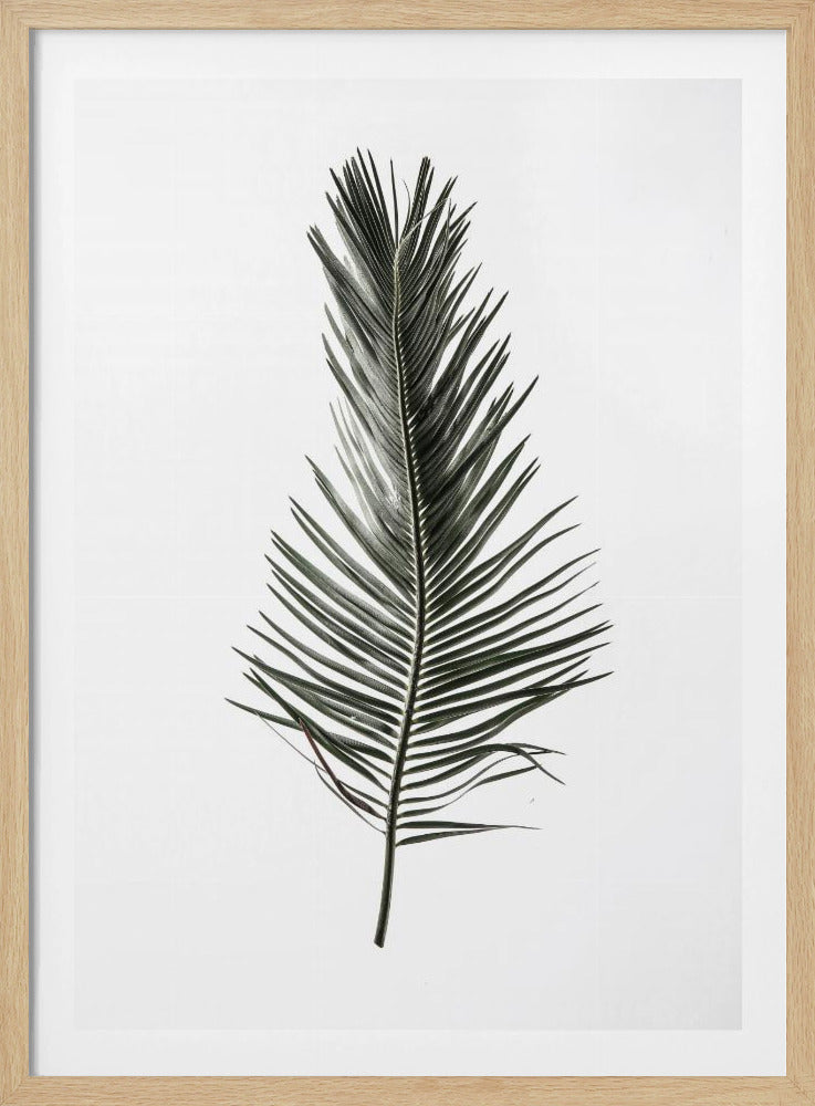 Feathered Frond | Poster