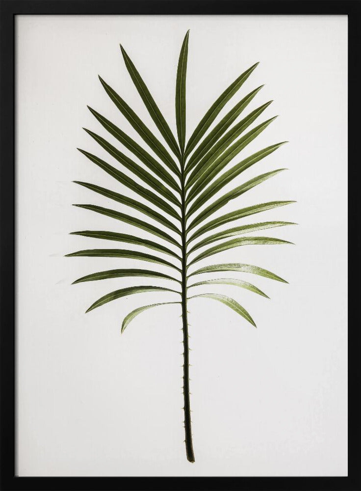 Groene varen | Poster