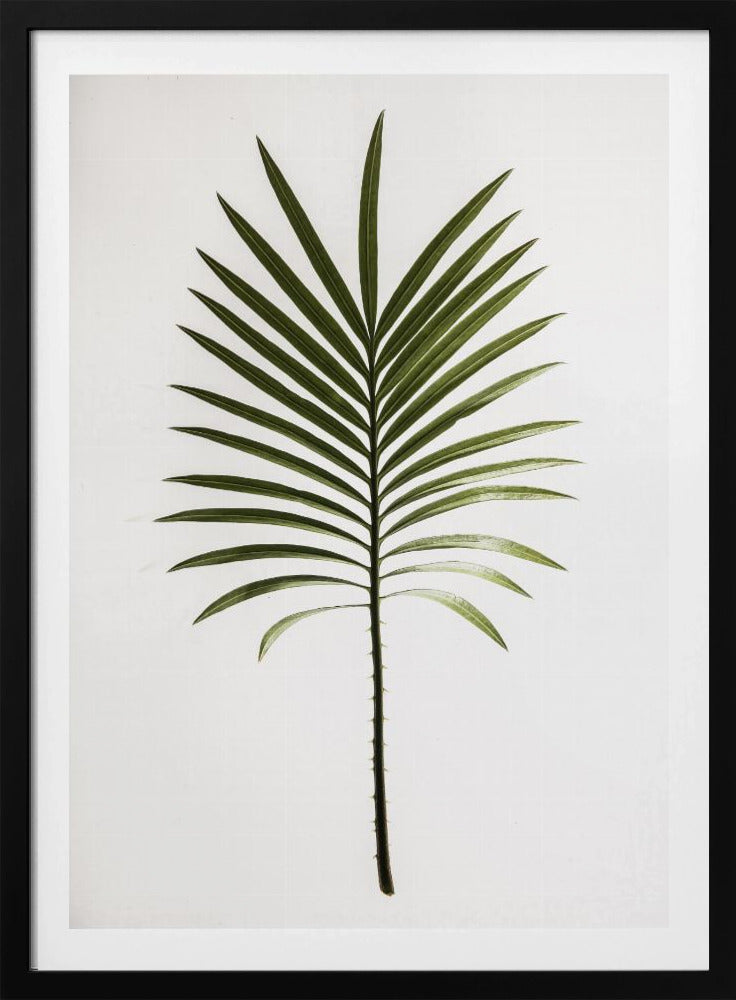 Groene varen | Poster