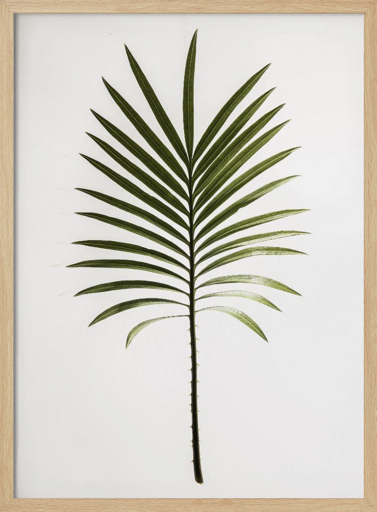 Groene varen | Poster