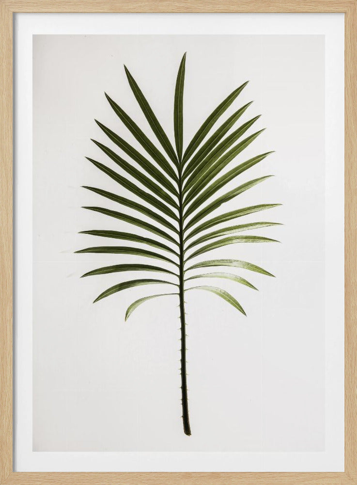 Groene varen | Poster