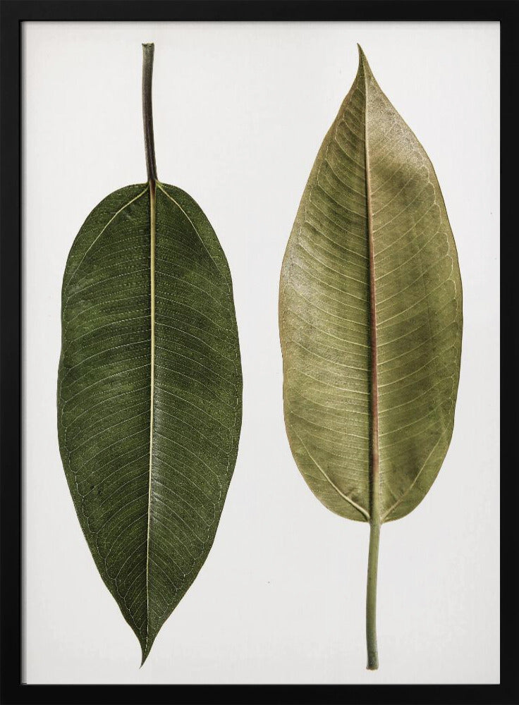 Dual Leaf Elegance | Poster