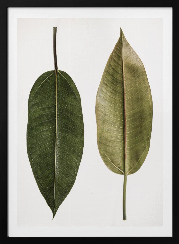 Dual Leaf Elegance | Poster