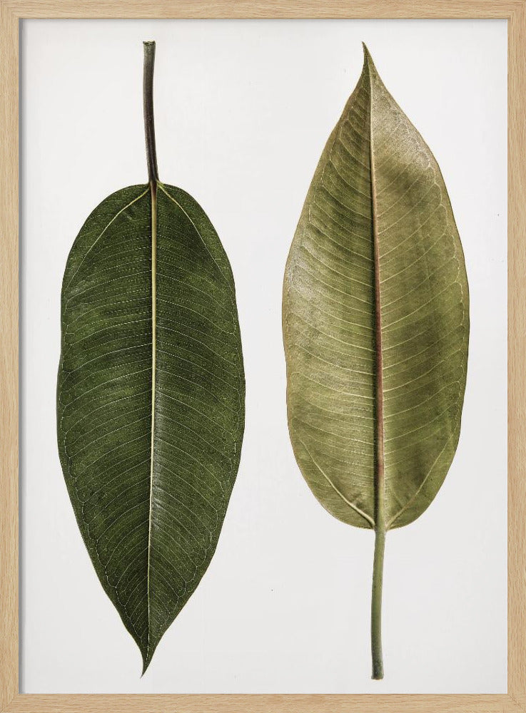 Dual Leaf Elegance | Poster