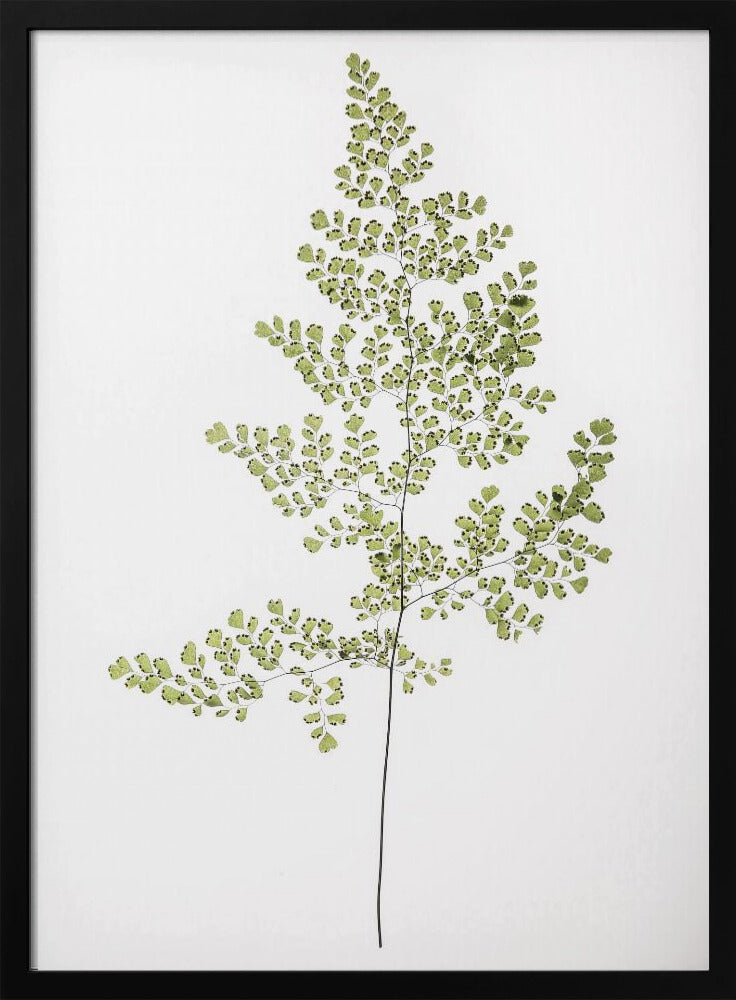 Varen Elegantie | Poster