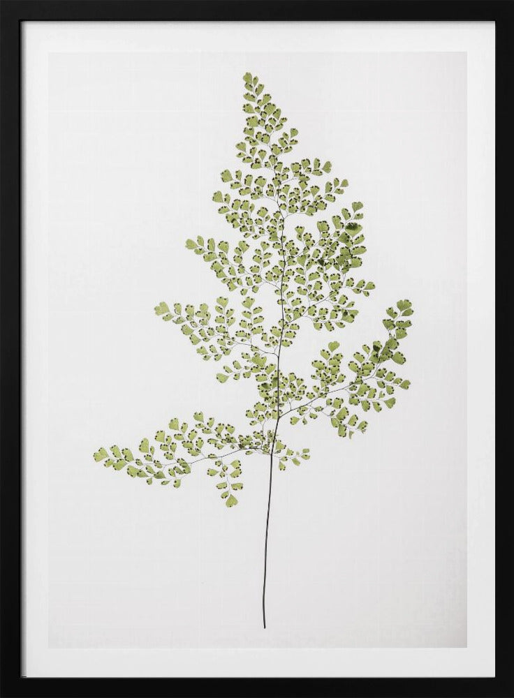Varen Elegantie | Poster