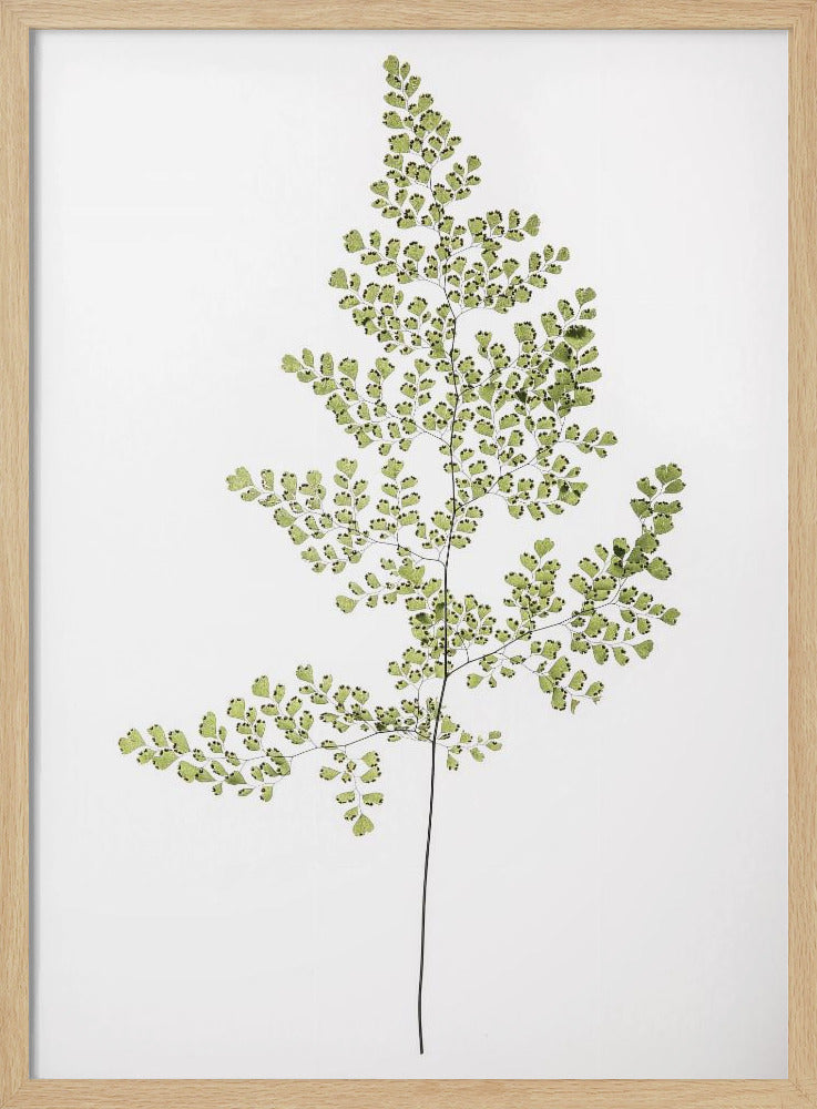 Varen Elegantie | Poster