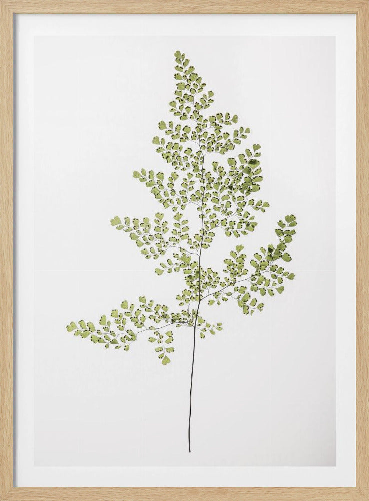 Varen Elegantie | Poster