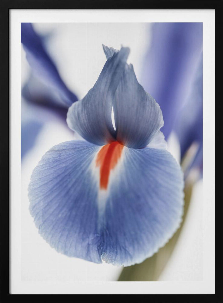 Bloesem Fluister | Poster