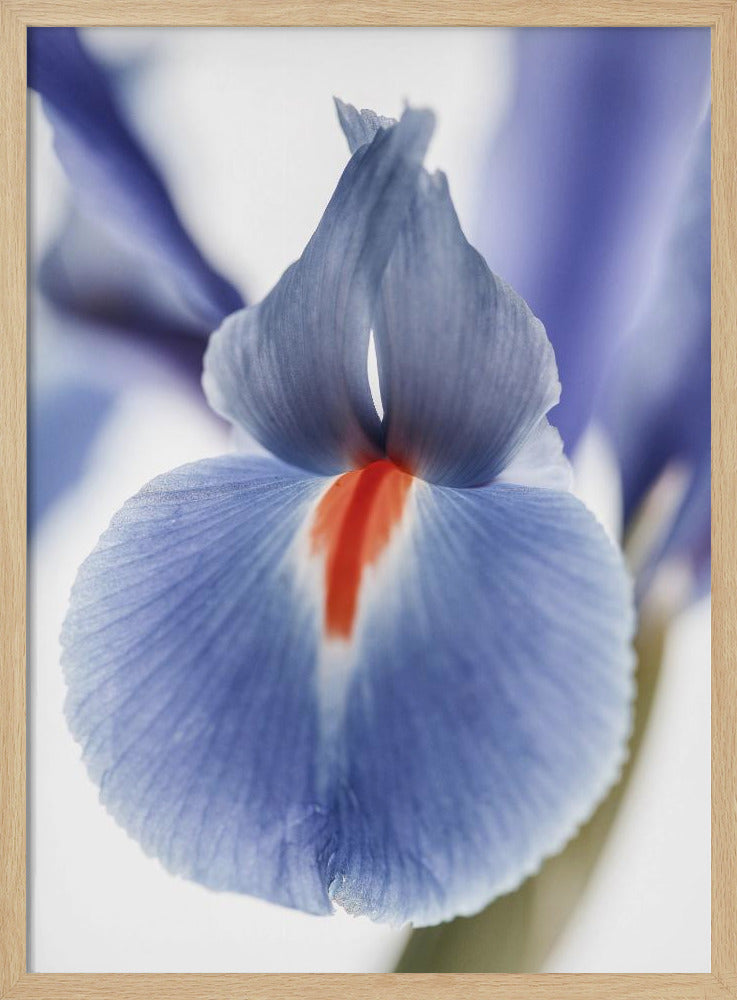 Bloesem Fluister | Poster