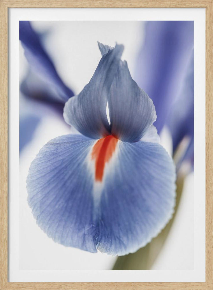 Bloesem Fluister | Poster