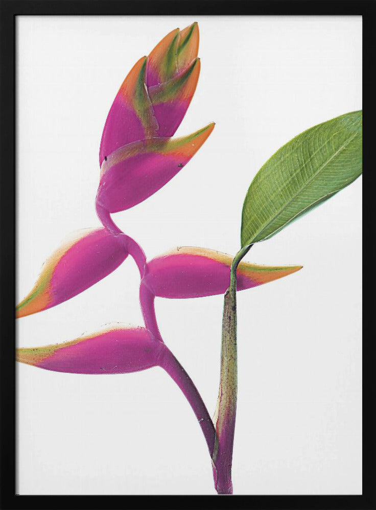 Tropische elegantie | Poster