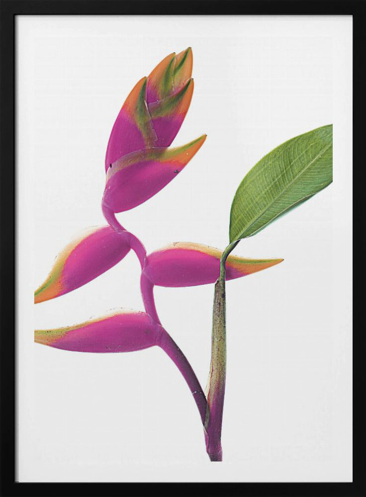 Tropische elegantie | Poster