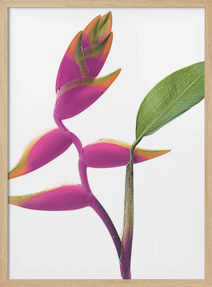 Tropische elegantie | Poster