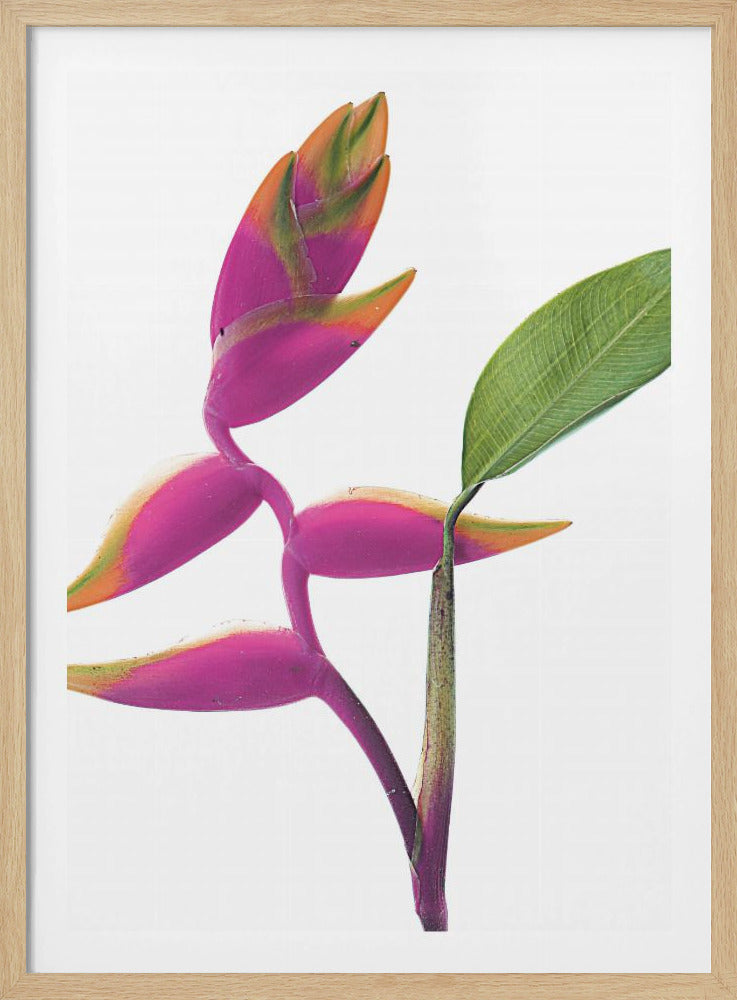 Tropische elegantie | Poster