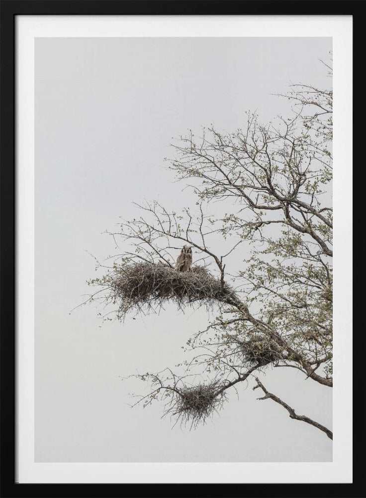 Uilenbaars | Poster