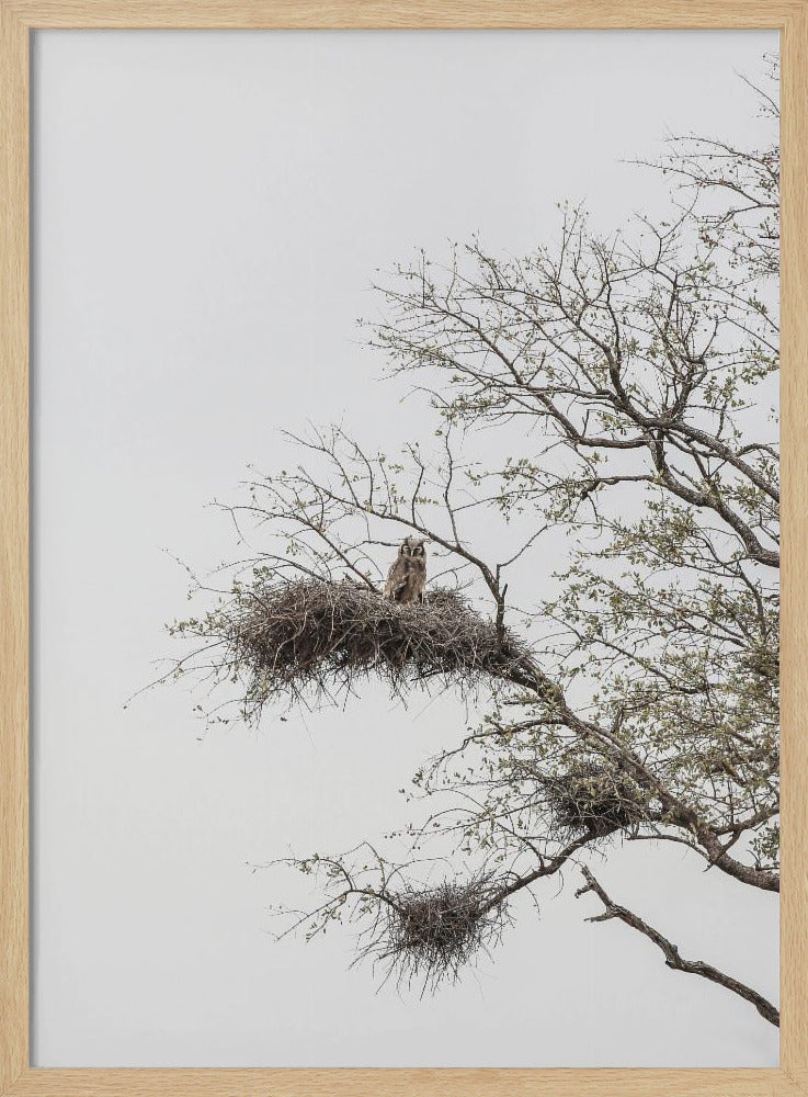 Uilenbaars | Poster