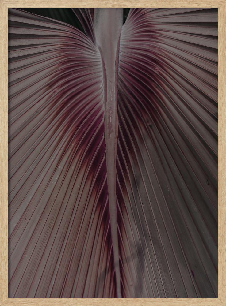 Karmozijnrode bladnerven | Poster