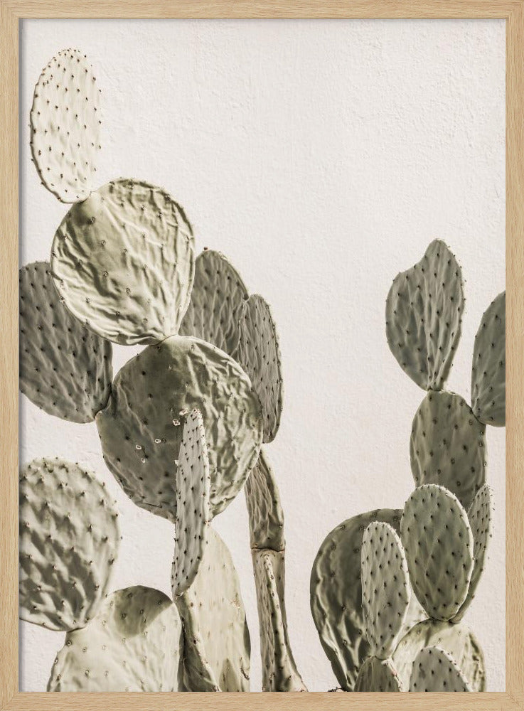Cactus Serenity | Poster