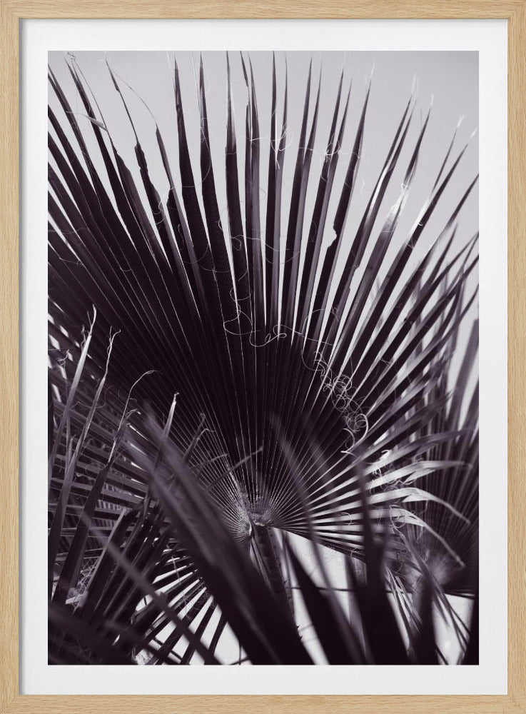 Palmgefluister | Poster