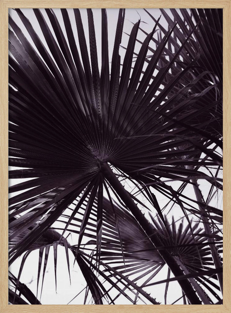 Palmsilhouet | Poster