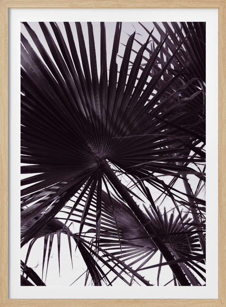 Palmsilhouet | Poster