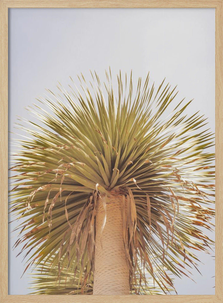 Desert Crown | Poster