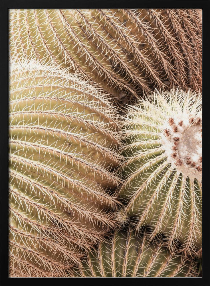 Spiral of Spines | Poster