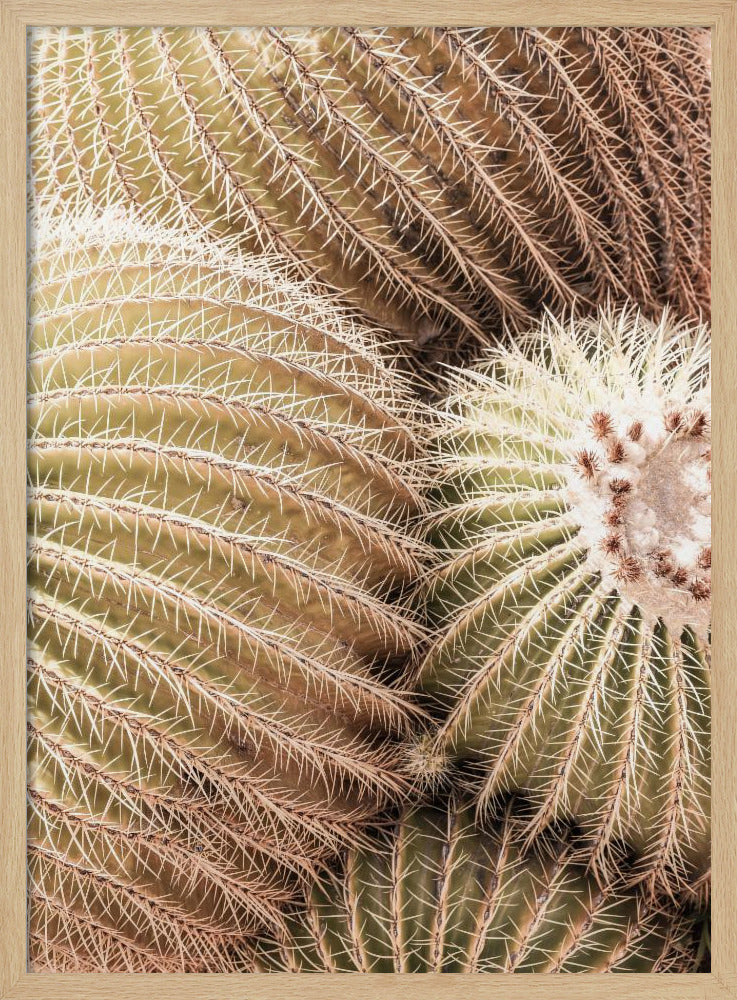 Spiral of Spines | Poster